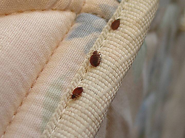 Dealing With One Of The World’s Most Stubborn Pests: Bed Bugs
