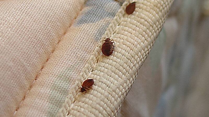 Dealing With One Of The World’s Most Stubborn Pests: Bed Bugs