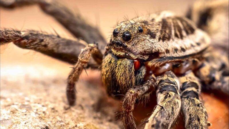 Wolf Spider – The Opportunistic Hunters