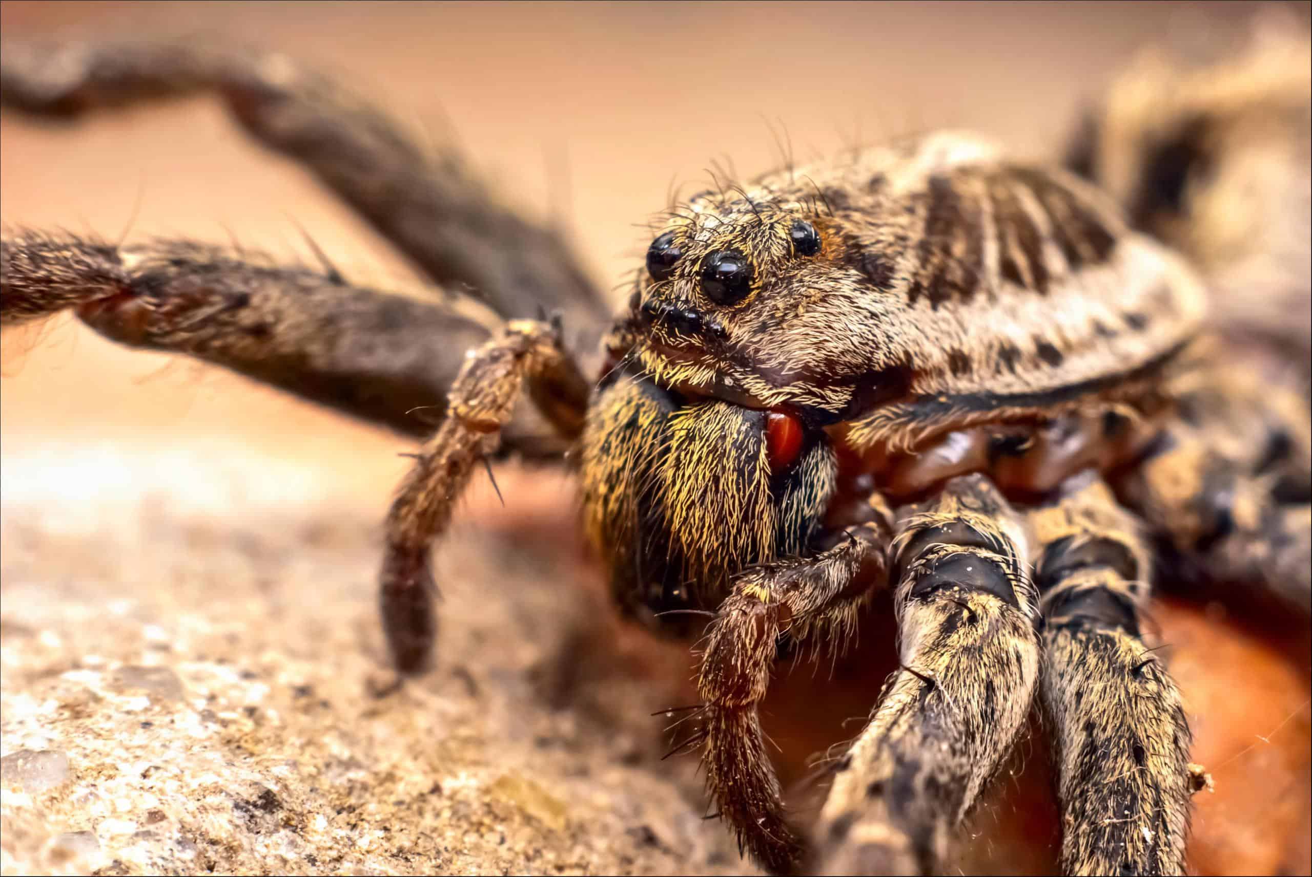 Wolf Spider – The Opportunistic Hunters