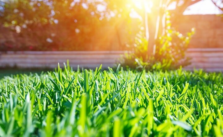 Basic Lawn Care and Maintenance Tips